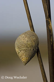Periwinkle _F2B1055.jpg - 47982 Bytes